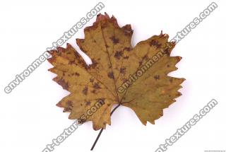 Photo Texture of Leaf 0009